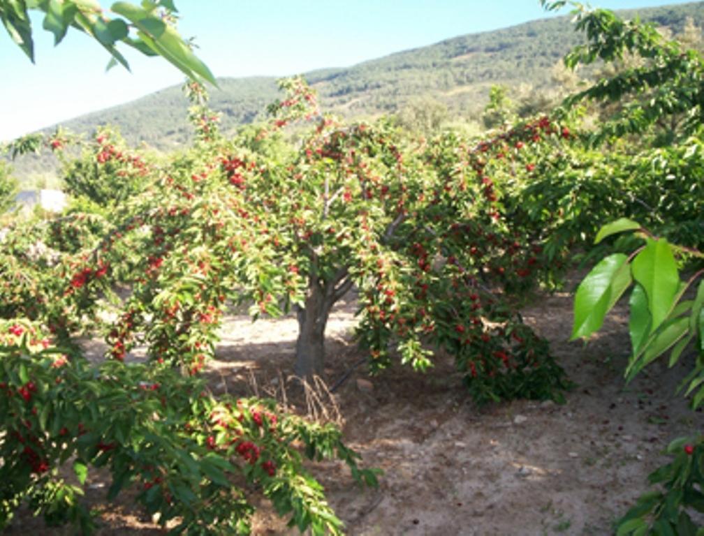Las Calabazas Barrado Cameră foto